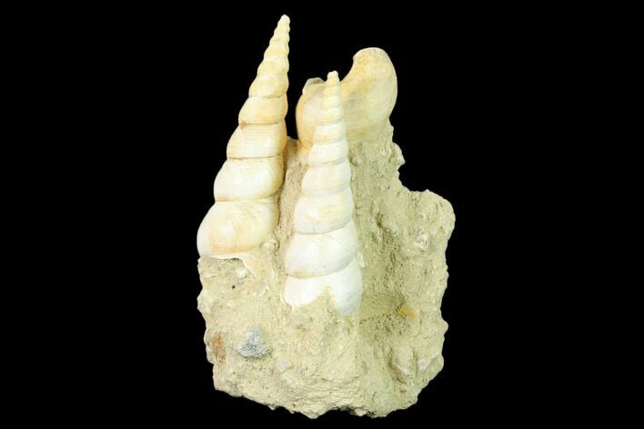 Fossil Gastropod (Haustator) Cluster - Damery, France #136009